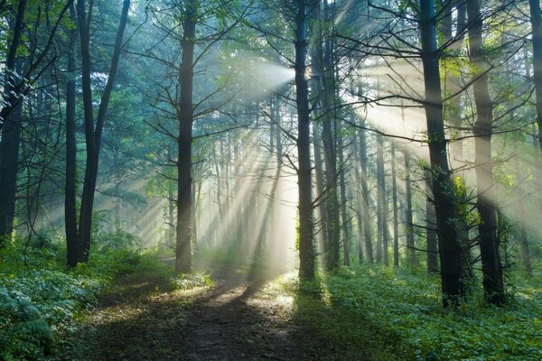 Forest morning landscape with rays of light