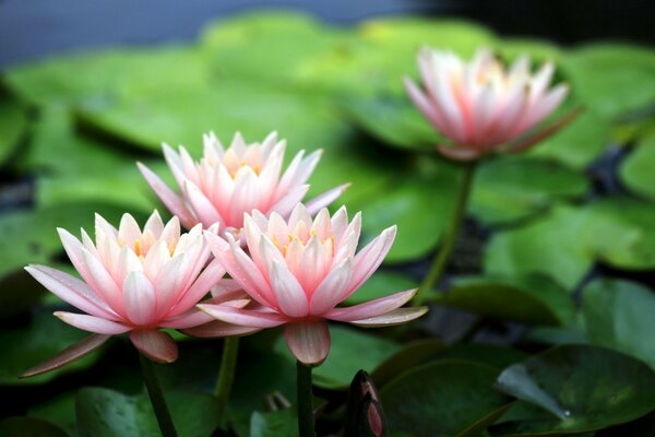 Delicate pink water lilies in a pond with a macro effect