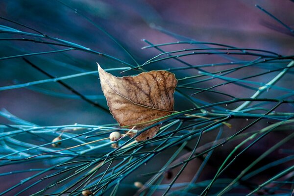 Leaf and autumn trees