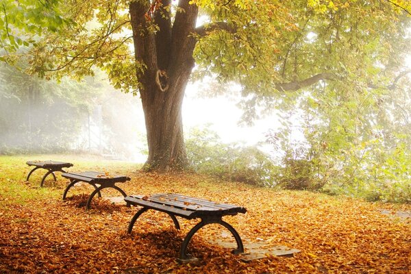 Benches in an autumn park full of fallen leaves