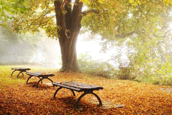 Panchine in un parco autunnale pieno di foglie cadute