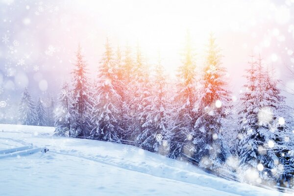 Landscape of Christmas trees in the snow