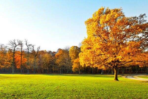 Schöne Aussicht auf den Herbstwald