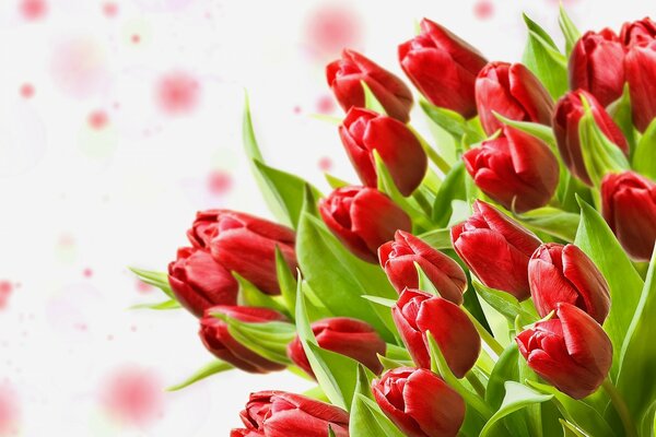 Bouquet de tulipes rouges sur fond clair