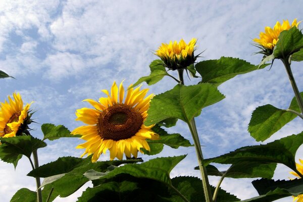 Sonnenblumen auf bewölktem Himmel Hintergrund