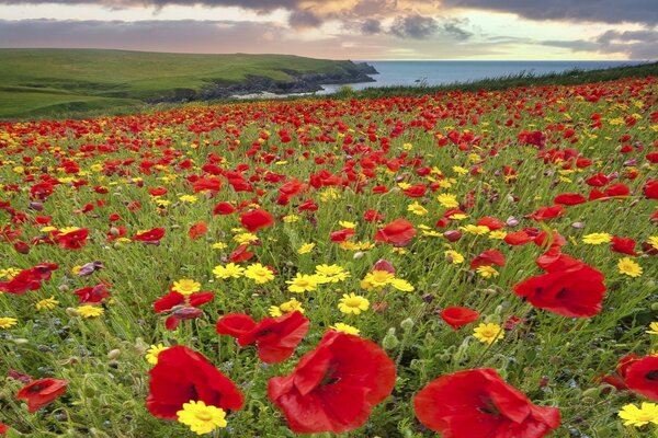 Prato con fiori rossi e gialli sotto il cielo nuvoloso