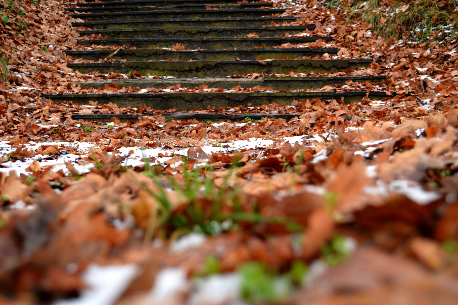 herbst laub schnee stufen