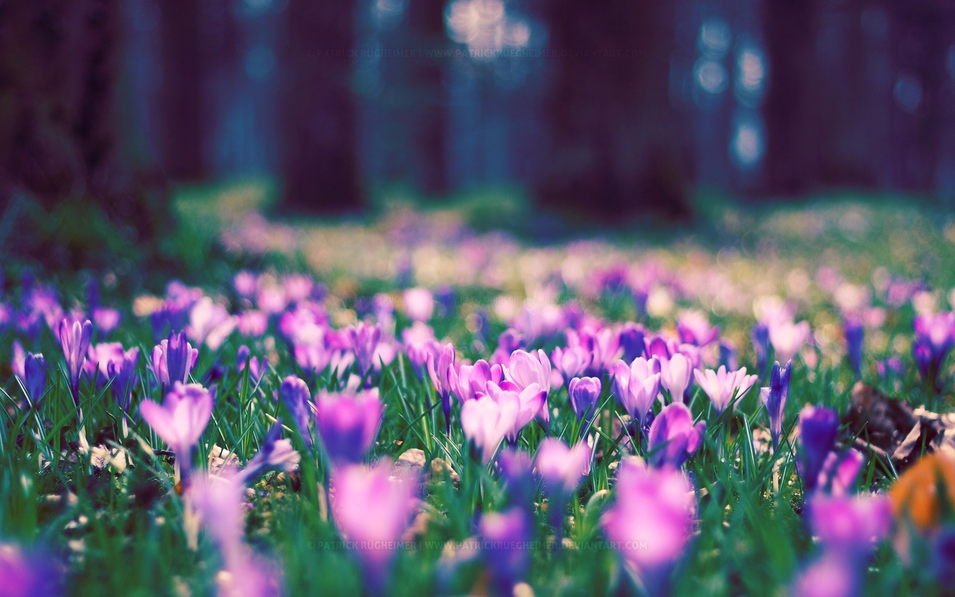 pring park flower