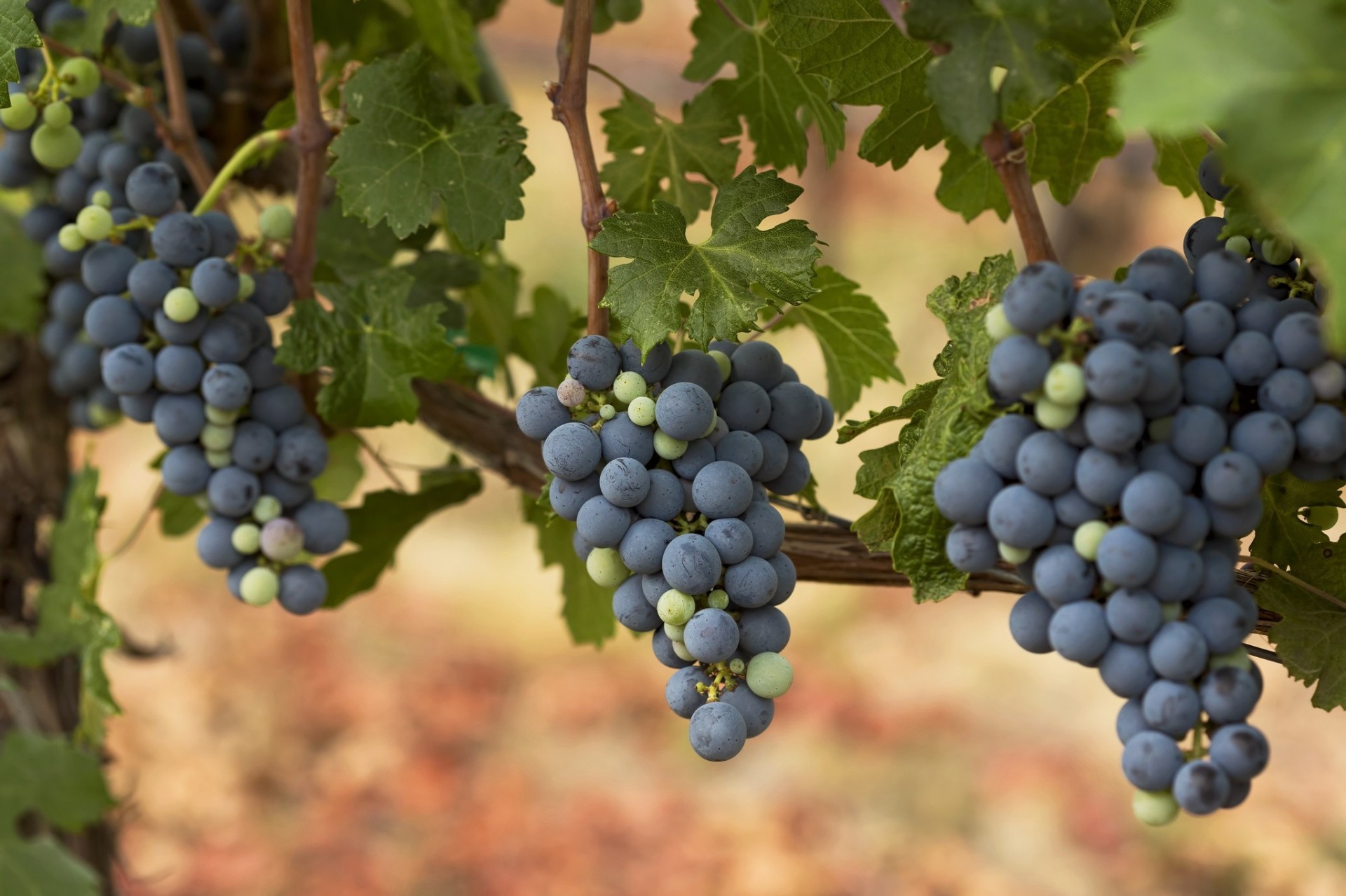 grapes clusters vine