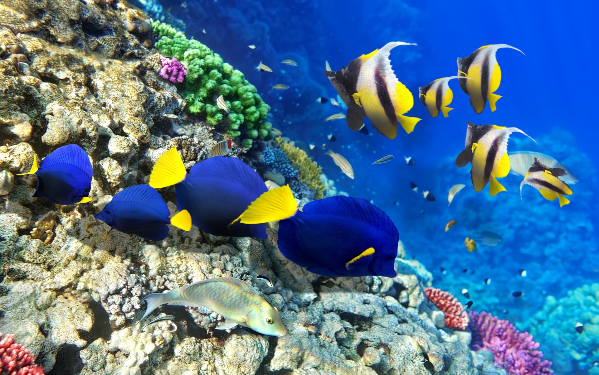 poisson en bas océan sous l eau été