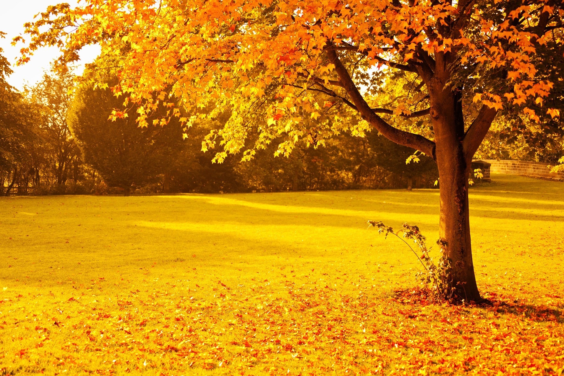 jesień park liście drzewa natura