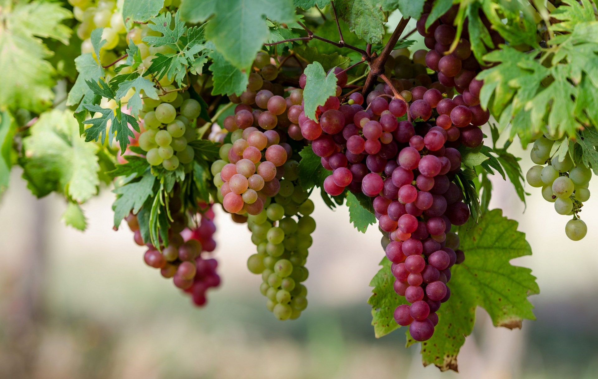 grapes close up berries cluster