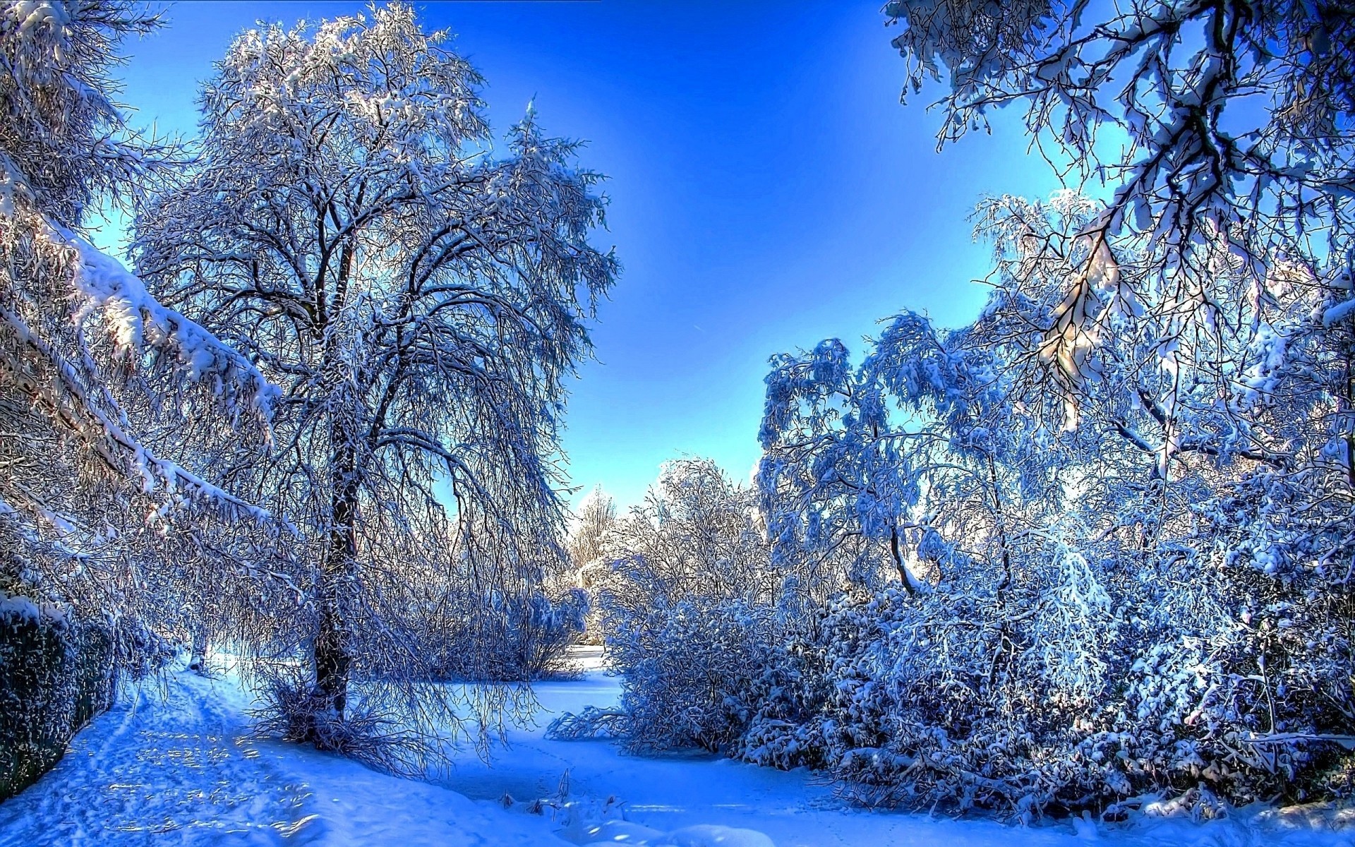 gelo alberi cielo neve inverno paesaggi