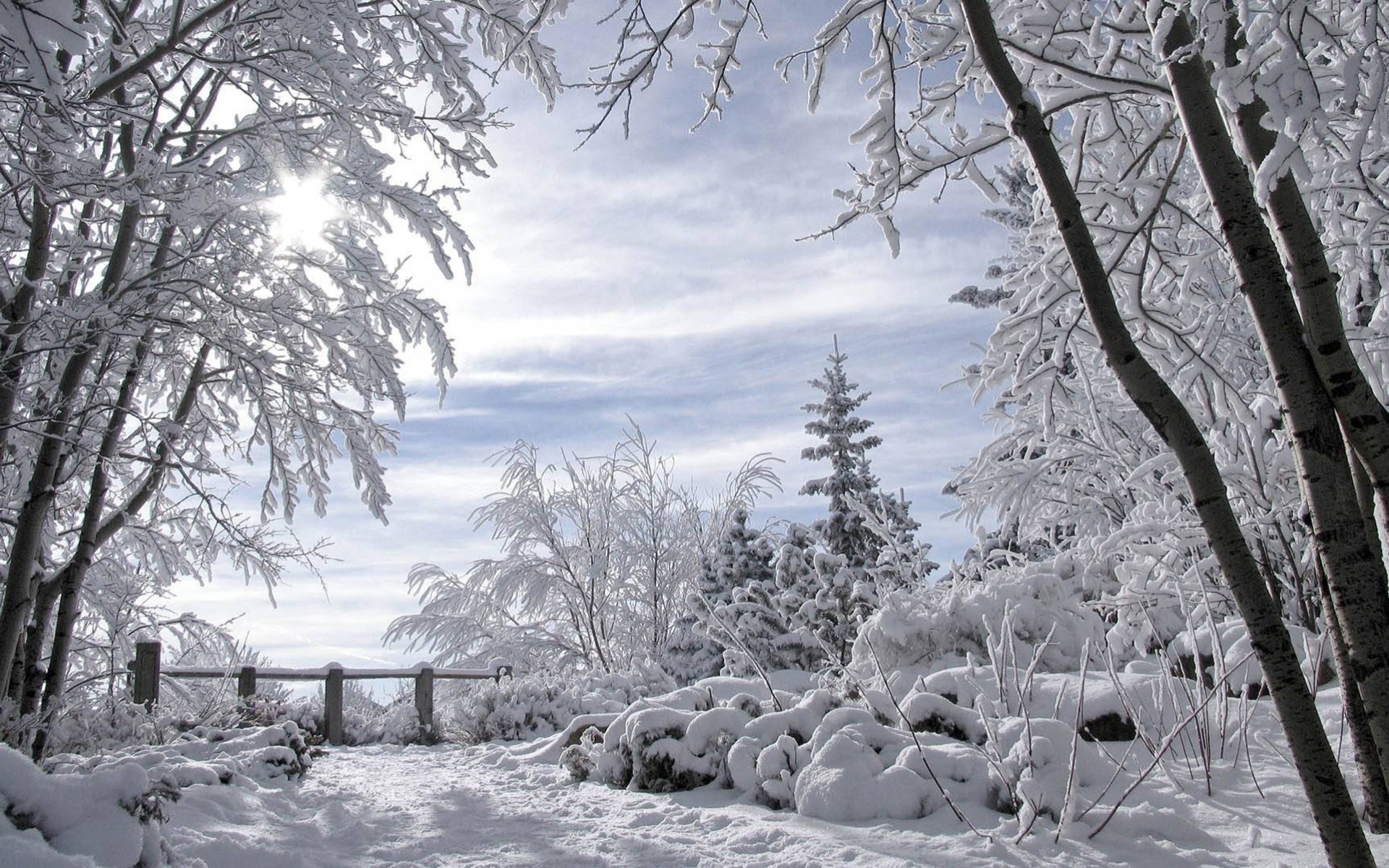 neve foresta paesaggio inverno