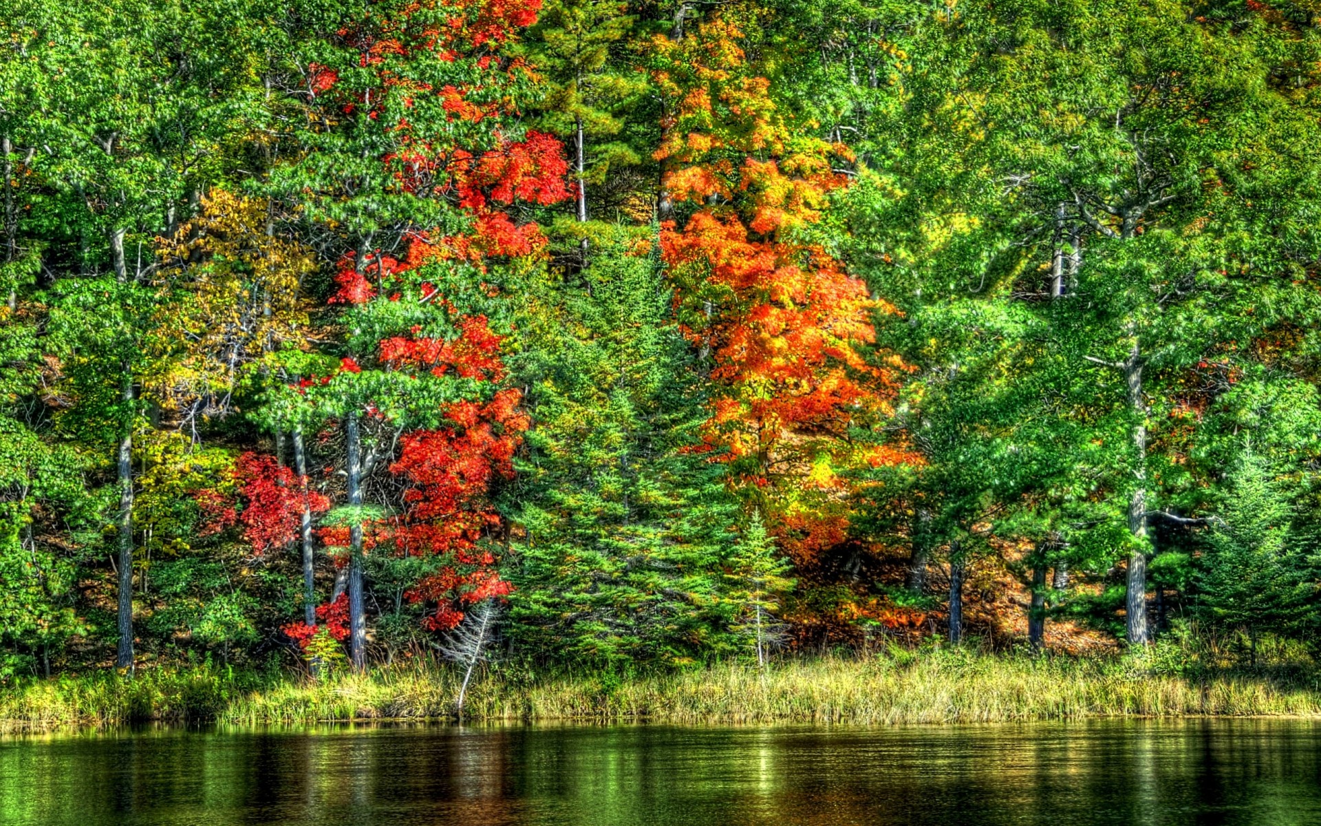 landscape nature lake tree forest water autumn