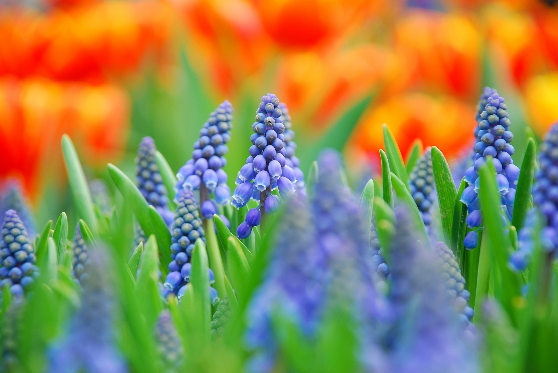 fleurs flou gros plan muscari bleu champ