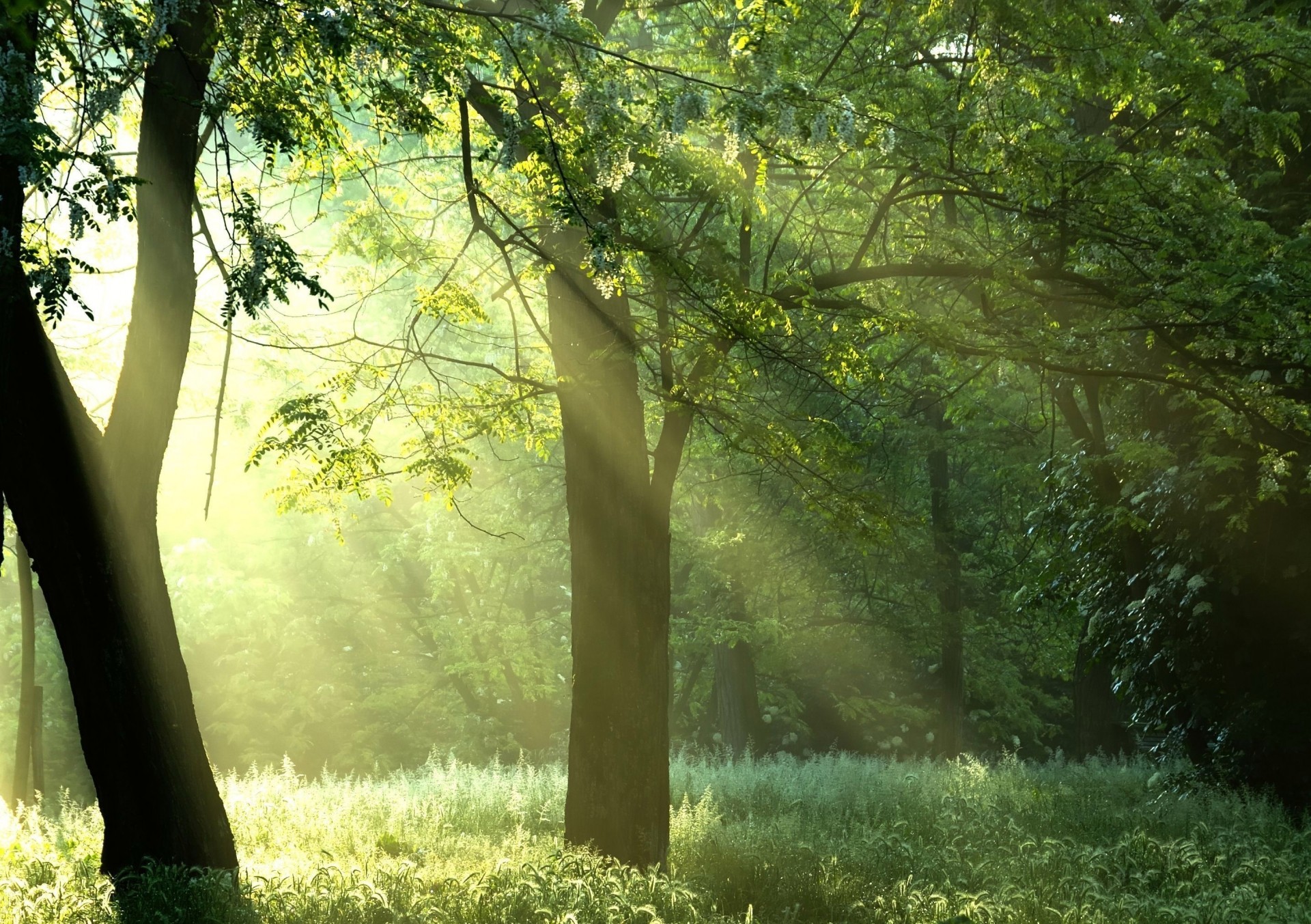 promienie drzewa poranek lato central park słońce