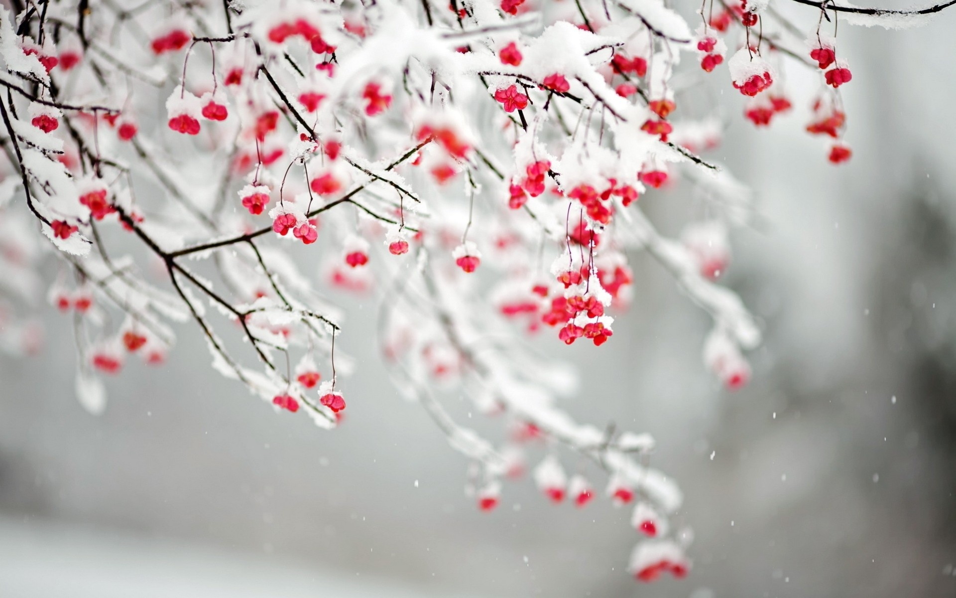 schnee äste natur