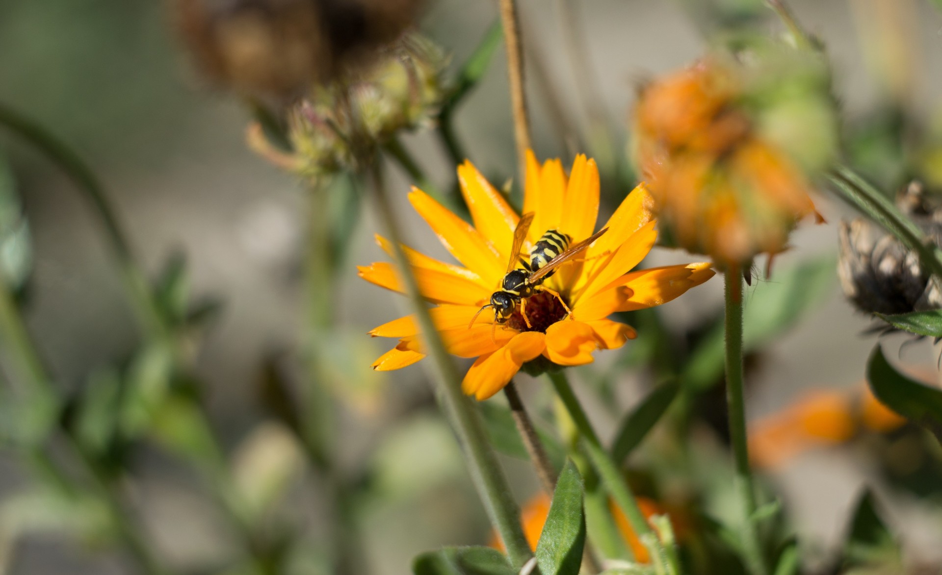 flower close up bee nature