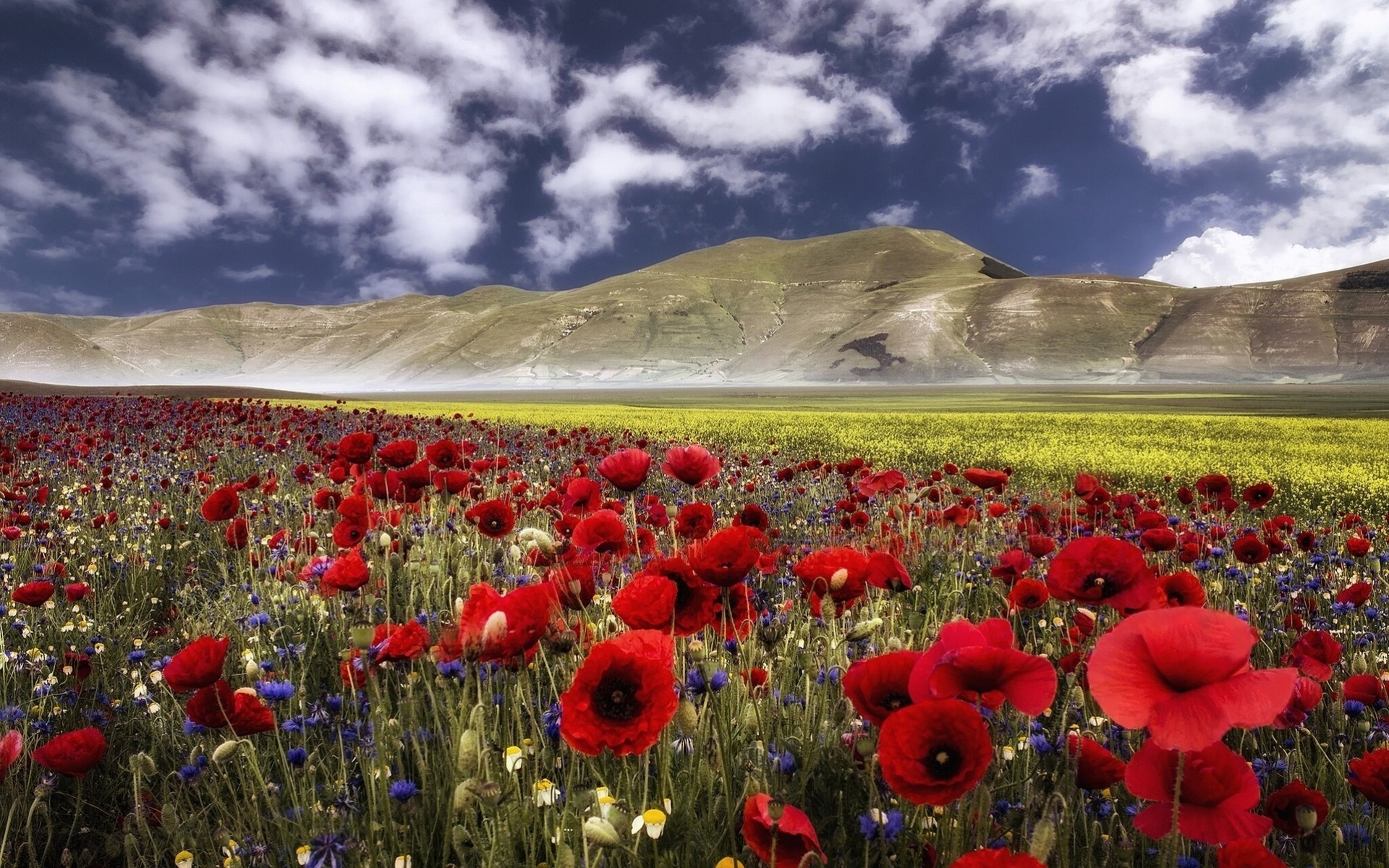 italia umbria appennini fiori papaveri fiordalisi montagne prato