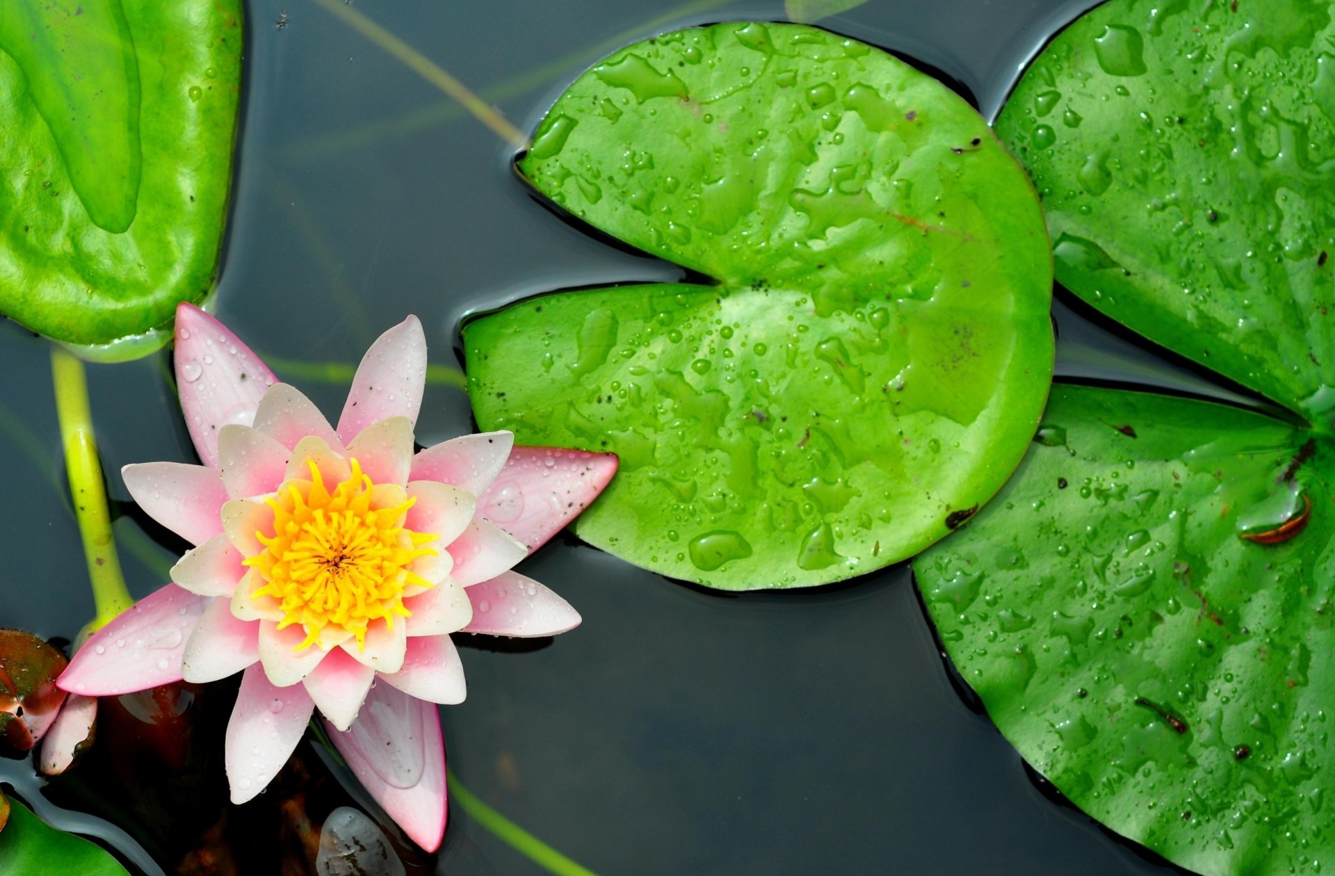 blatt makro lilien wasser