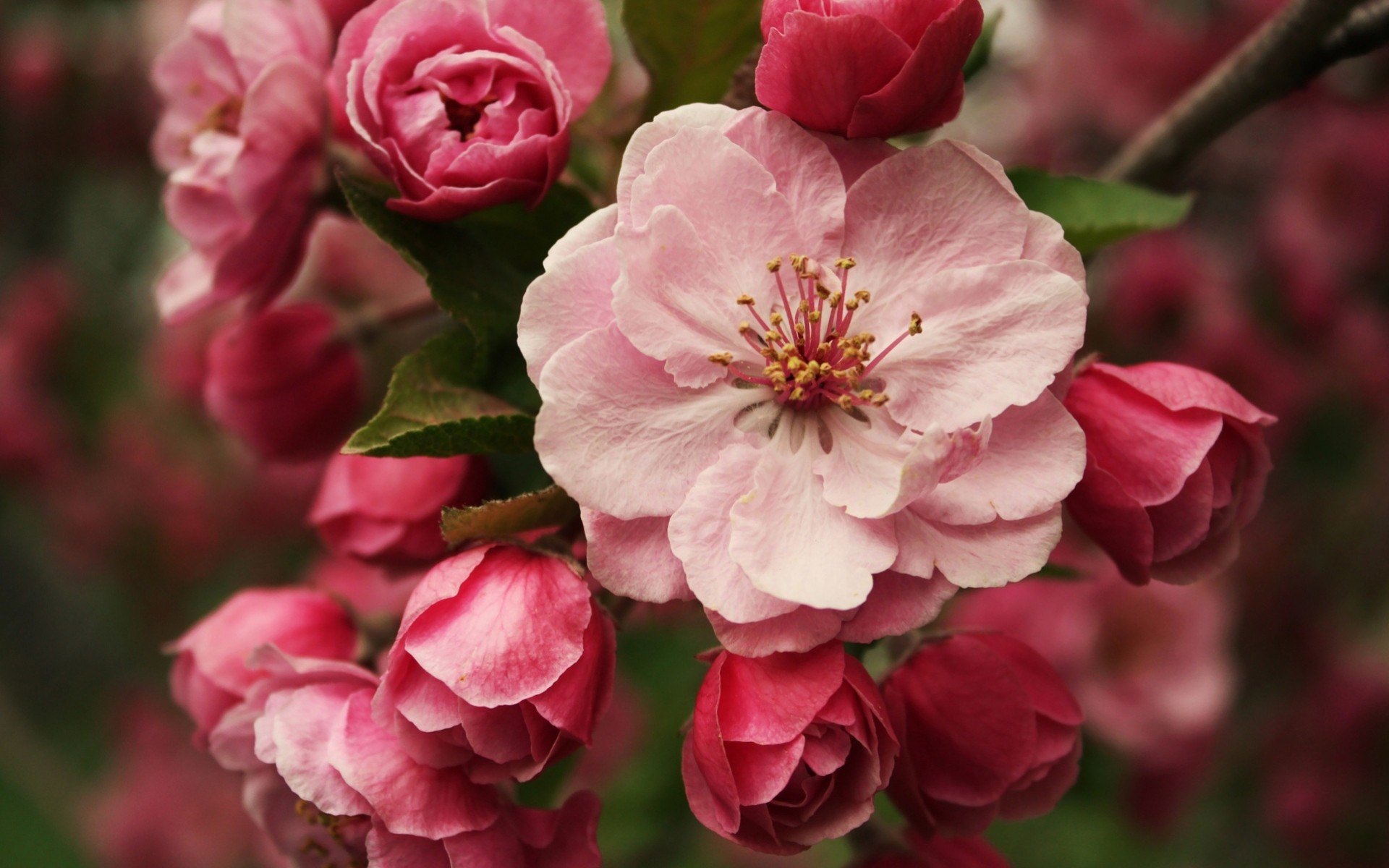 makro bäume knospen blumen frühling