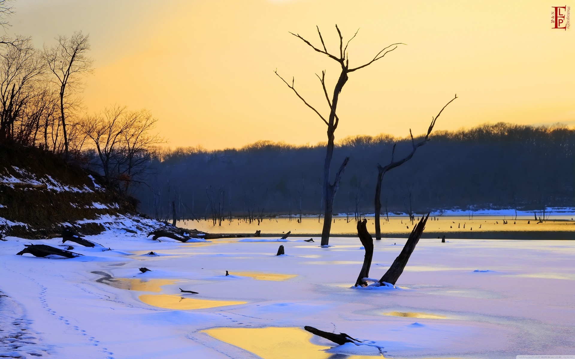 schnee natur landschaft usa palmen winter spuren landschaften szene