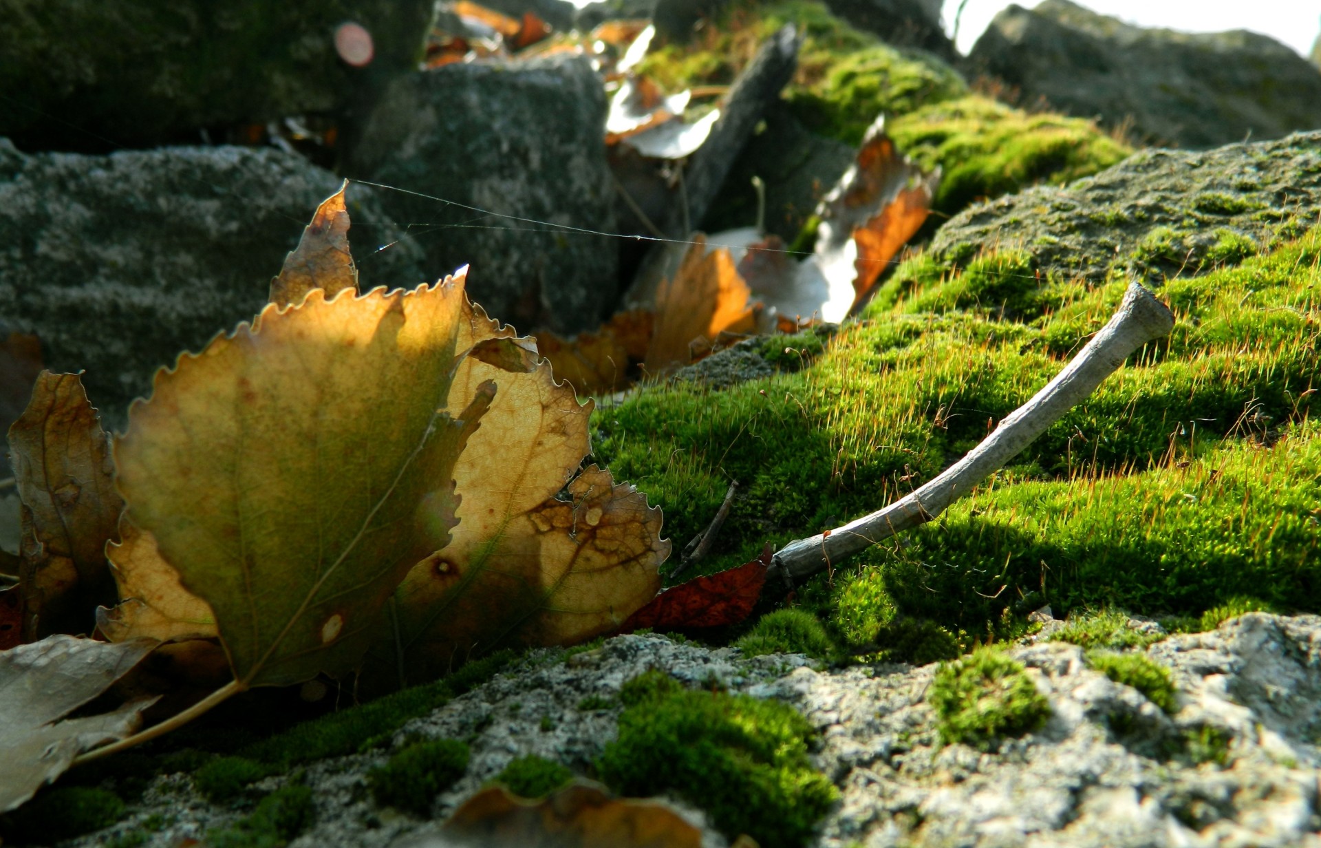 pietre foglia muschio rami macro ragnatela