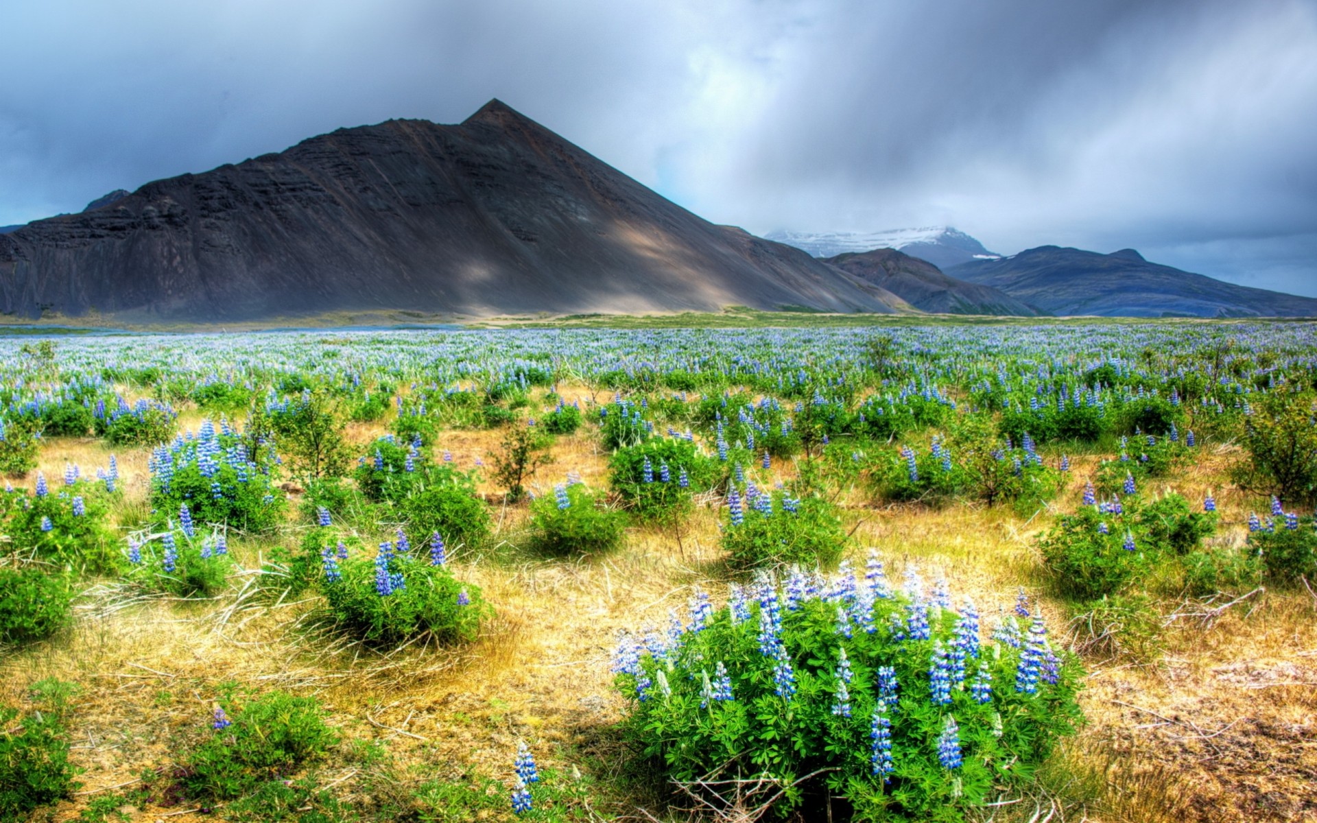 campo montañas paisaje flores naturaleza