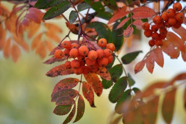 A brush of red mountain ash is the fruit of a beautiful autumn