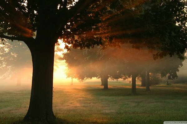 A fresh and misty dawn in the forest