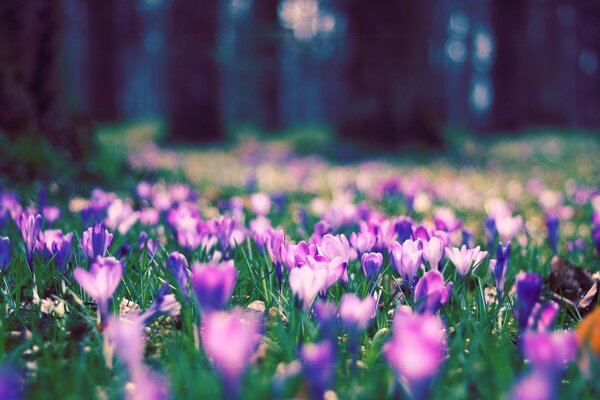 Delicate purple spring crocuses