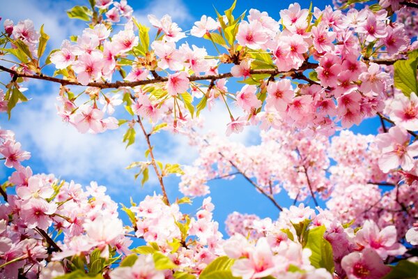 Fiori di ciliegio in primavera