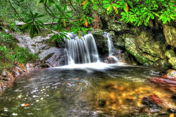 Paisaje con cascada de bosque en el fondo de los árboles