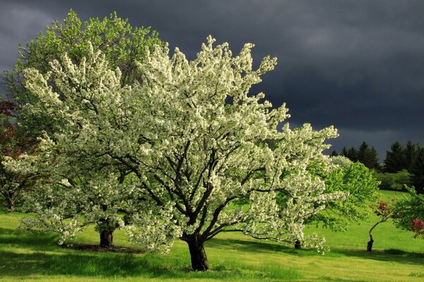 Bel arbre sur fond de nuages noirs