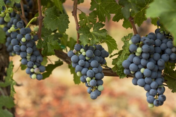 Juicy liquid bunches of grapes