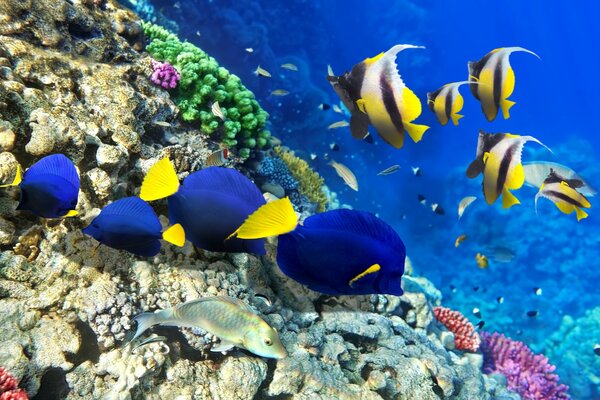 Peces brillantes en el fondo del océano