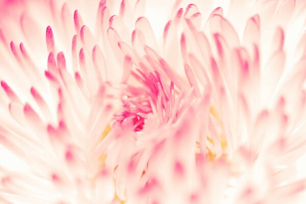 Petali di fiori rosa Aster