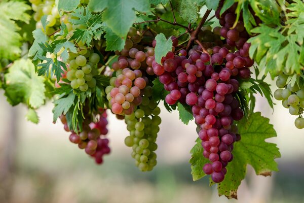 Hanging bunches of grapes