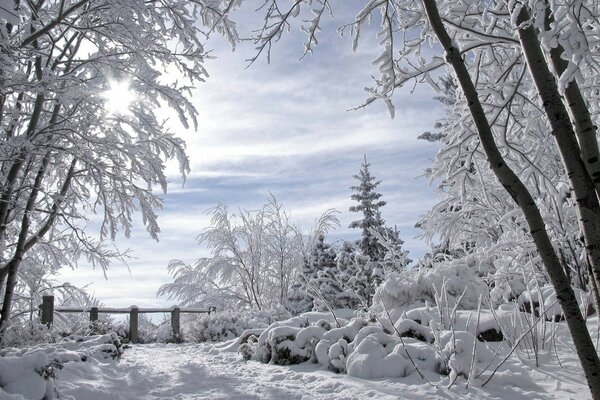 Winter verschneite Waldlandschaft