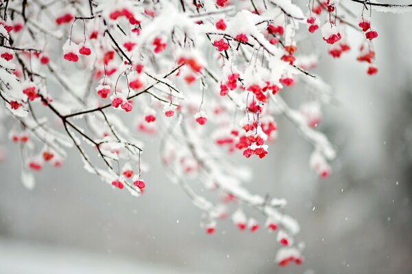 Rote Beeren im Schneespritzen