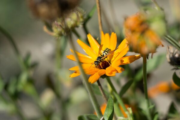 Makrofoto einer Biene auf einer gelben Blume