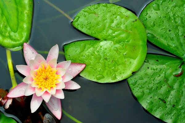 Water pink lily with split leaves