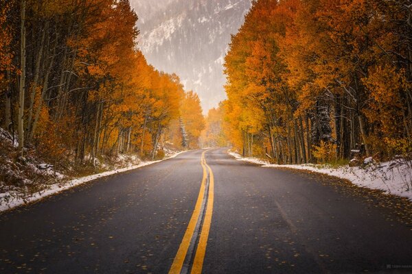 Route dans la forêt d automne jaune