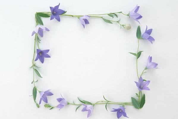 Lilac flowers are laid out in the shape of a square