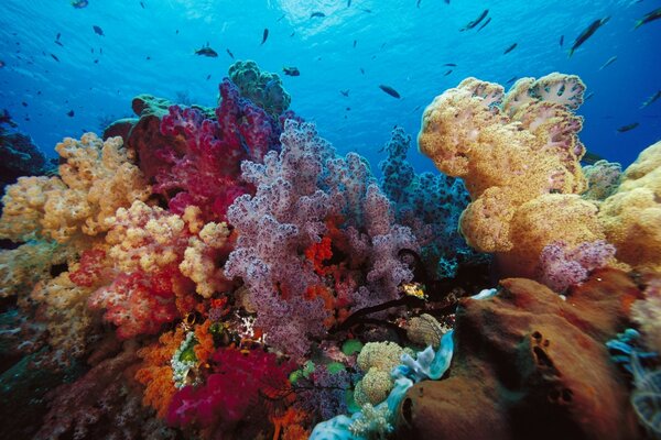 Barriera corallina in acqua di mare