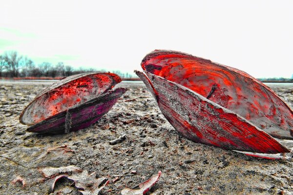 Red oyster shells on the sand