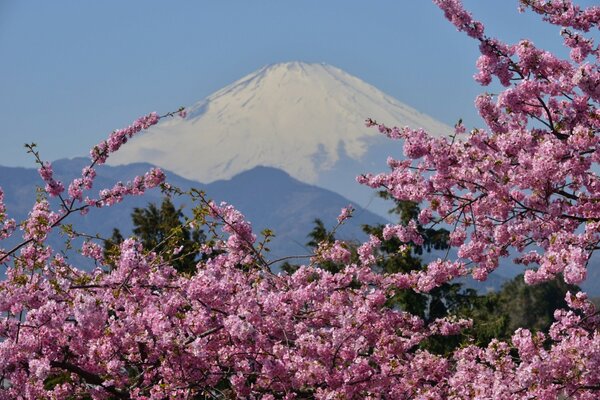 Fleurs de cerisier dans les montagnes du Japon