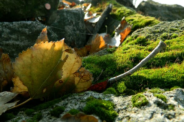 Les feuilles reposent sur des pierres avec de la mousse