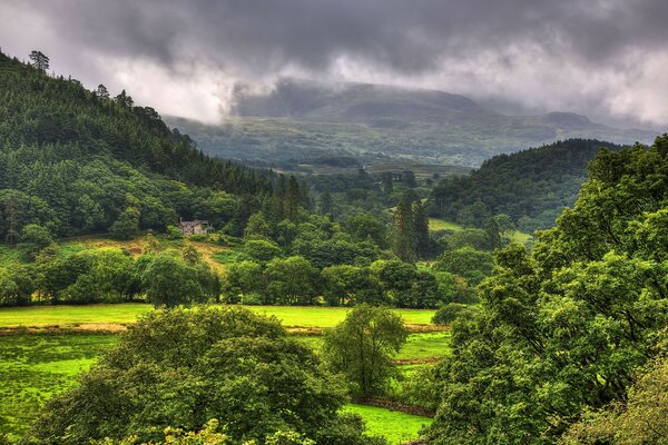 Schöne Aussicht auf den hellen Wald. Grüne Pisten